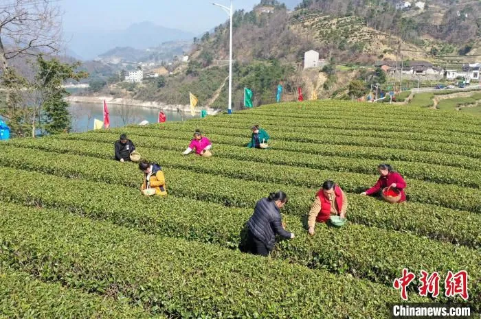 太平溪早市茶开园采摘。　张国荣 摄