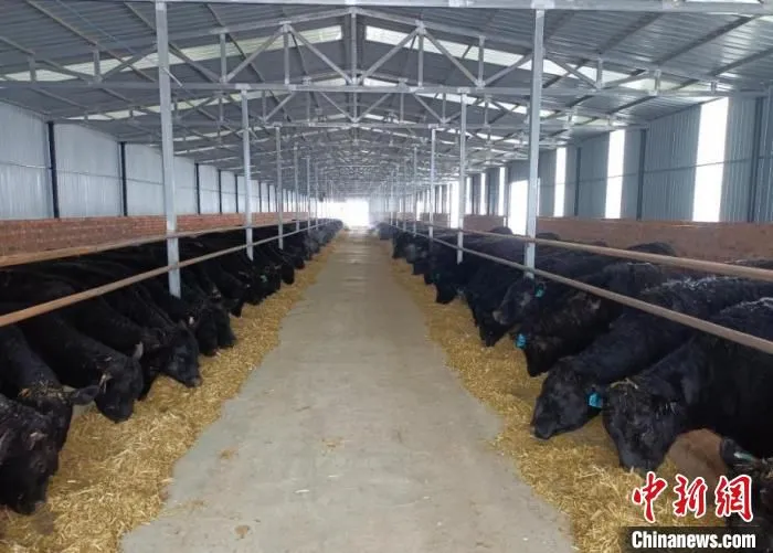 图为兴胜庄村肉牛养殖基地。　钟真君 摄