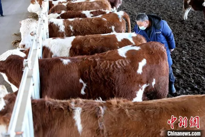 肉牛繁育基地工人在查看肉牛健康状况。　宋杰 摄