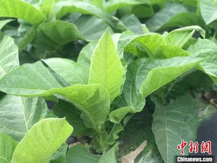 茁壮生长的雪茄烟叶。　岳依桐 摄