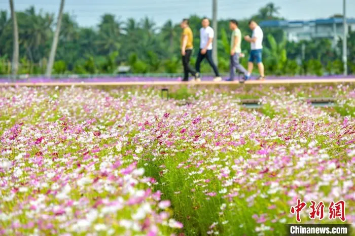 琼海南强村的花海，吸引游客光临。　骆云飞 摄