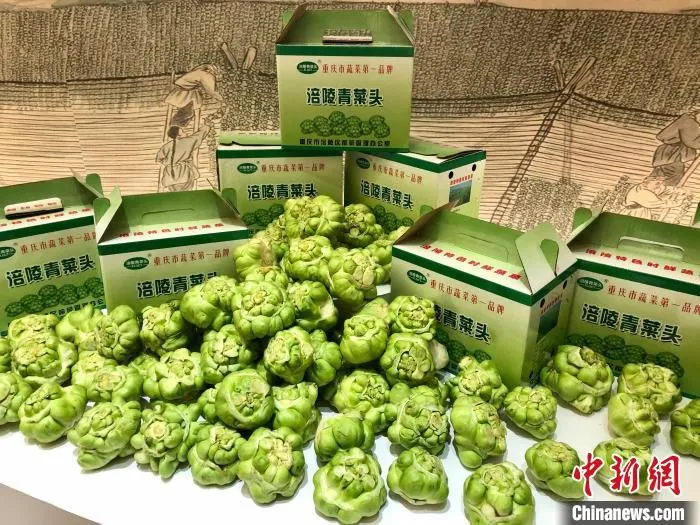 图为博览会上展示的榨菜原料青菜头。　钟旖 摄
