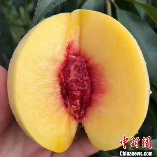 炎陵黄桃个大、形正、色艳、肉脆、味甜，深受消费者喜爱。　炎陵县委宣传部供图