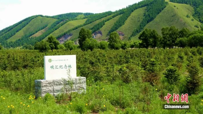 图为内蒙古大兴安岭碳汇纪念林。内蒙古森工集团供图
