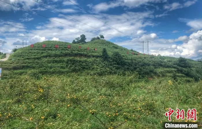 资料图：贵定县沿山刺梨种植示范基地内的刺梨树。　张伟 摄