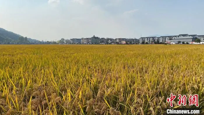 浙江某地稻田。　钱晨菲 摄