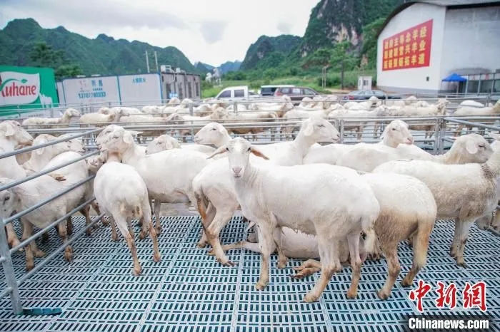 图为都安澳寒羊繁育基地。　陈冠言 摄