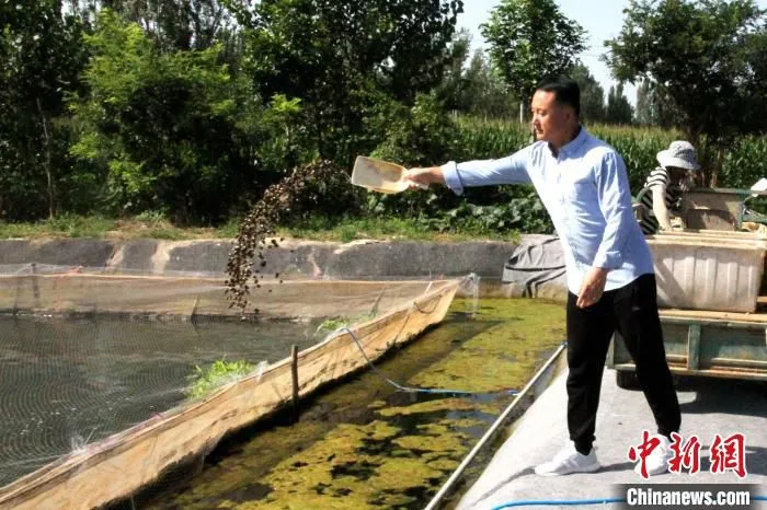 “80后”小伙赵芹方在给水蛭投喂田螺，他已经连续养殖水蛭10年了。(资料图) 孙婷婷 摄