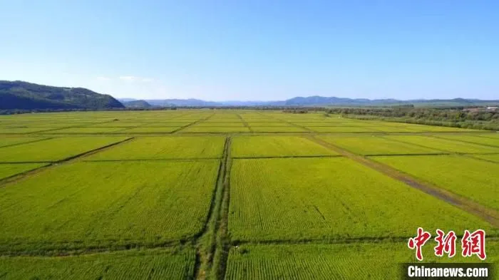 资料图：呼伦贝尔耕地一景。　田林鑫 摄