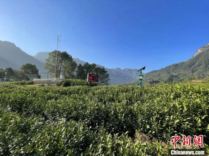 中国联通智慧农业建东村白茶园示范基地。　郭晓莹 摄
