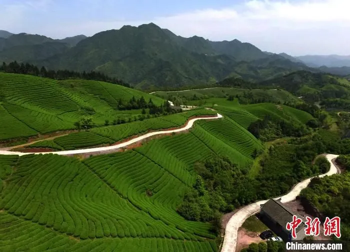 武义茶园。　张建成 摄
