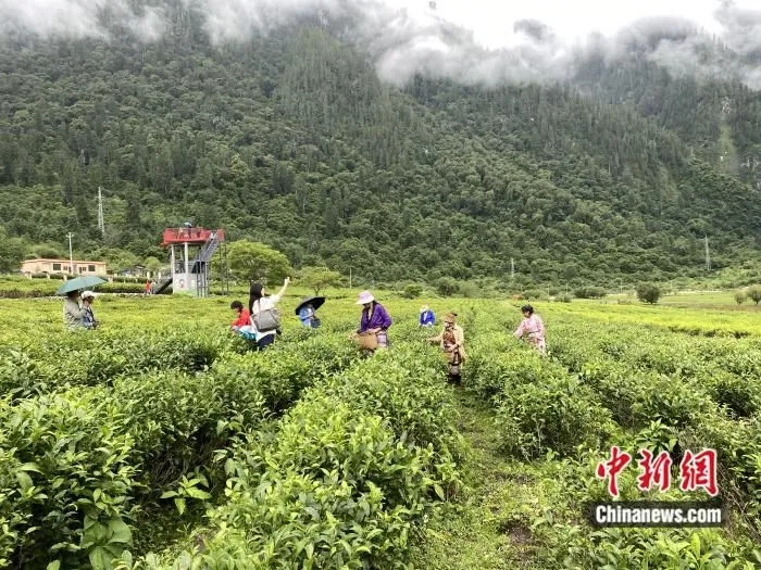 易贡茶场，采茶姑娘忙碌的身影。彭宁铃 摄 