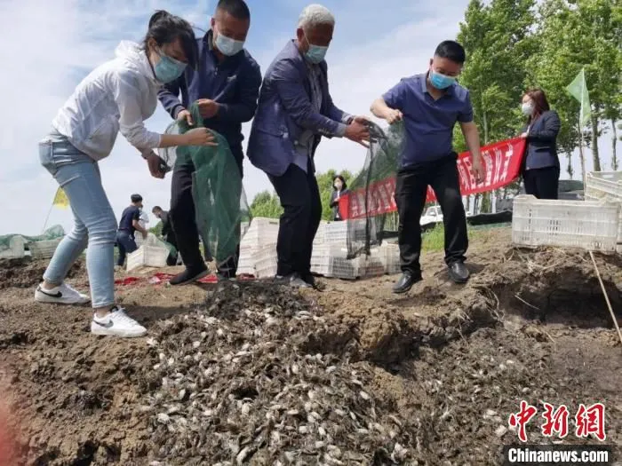 3000亩蟹稻预计增收700万元。　于金鑫 摄