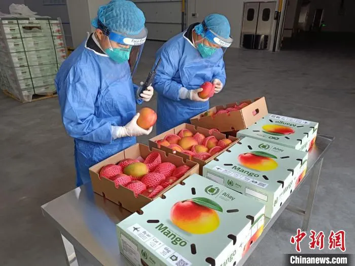 宁波海关关员对进口芒果进行检验检疫。　赵培钧 摄