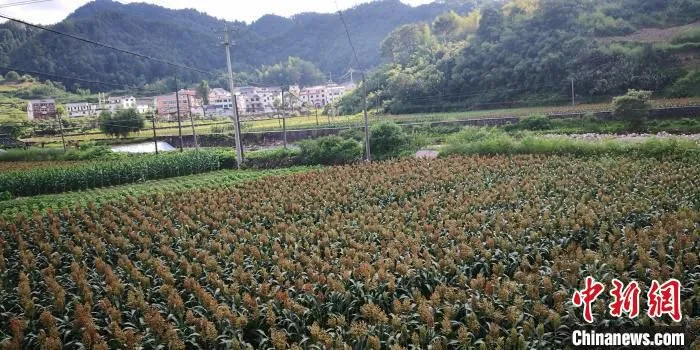 图为上江村高粱地。　刘亮 摄