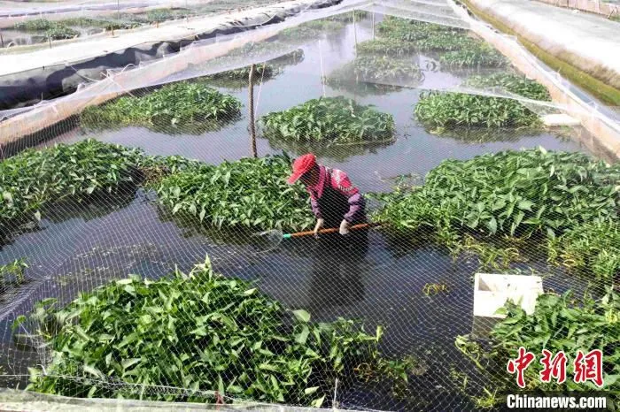 赵芹方的同事正在养殖池里捞水蛭。(资料图) 孙婷婷 摄