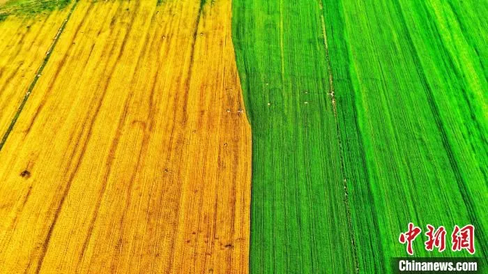 图为青海省贵南县青稞种植基地。(资料图) 赵凛松 摄