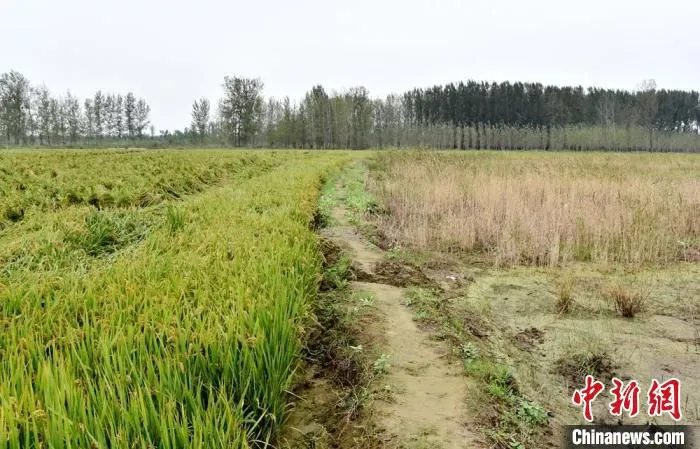 大沙河东岸张庄村，首次种植的水稻田与还未开发的荒地形成鲜明对比。　朱志庚 摄
