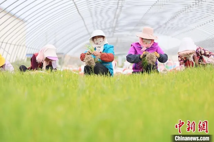 图为5月上旬，甘肃张掖现代戈壁农业产业园区发年农产品蔬菜生产基地里，农户在收洋葱苗。 中新社记者 高展 摄