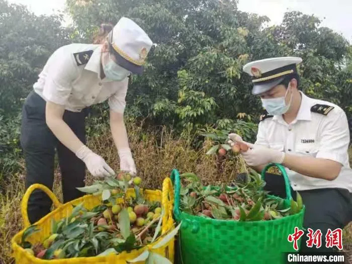 图为海关关员对荔枝进行现场查验。　钦州海关供图