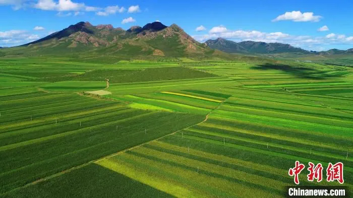巴林左旗万亩笤帚苗种植基地。　巴林左旗 供图