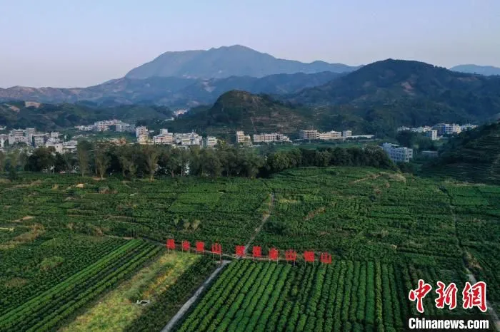 潮州凤凰镇茶园(资料图) 程景伟 摄