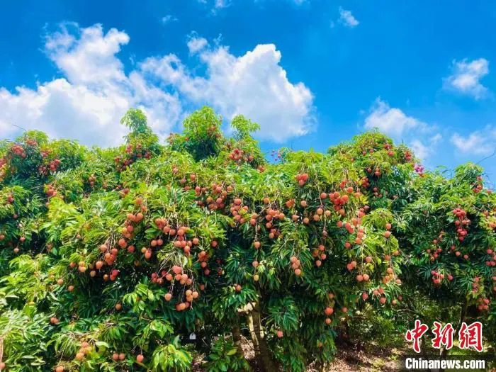 图为惠州(镇隆)荔枝。　宋秀杰 摄