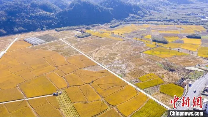 浙江临安700余亩稻田获丰收。　何江桥 摄