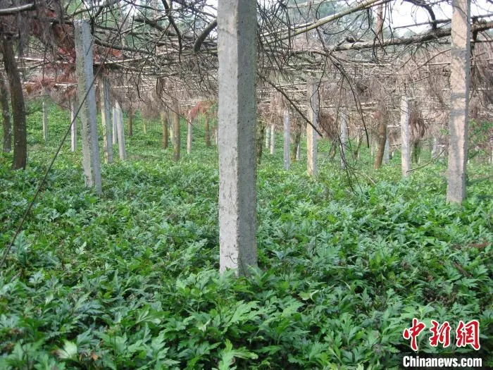 图为黄连棚。(资料图) 石柱县农业农村委员会供图