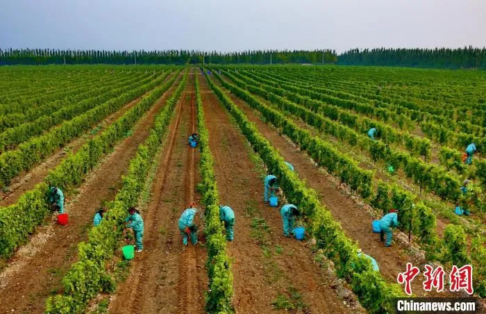 贺兰山下的酿酒葡萄园。　银川市委宣传部 摄