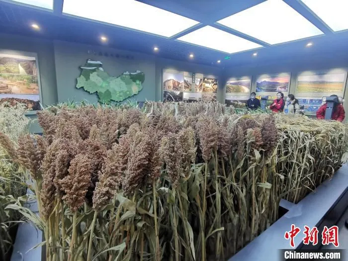 山西忻州杂粮种植面积常年保持在350万亩以上。图为忻州杂粮城展示中心。　高瑞峰 摄