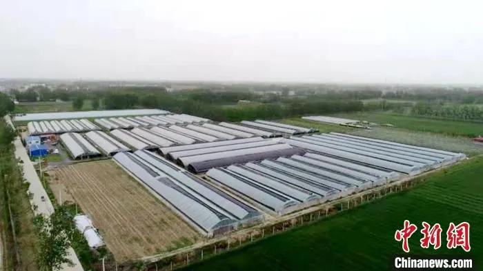 航拍返乡能人投资2000余万元建设的盛凯源果蔬种植家庭农场。　鹿楼镇供图