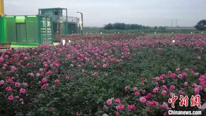玫瑰花海。　沈阳市和平区供图