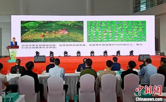 图为：大田美人茶专场推介会现场。　郑宗栖供图