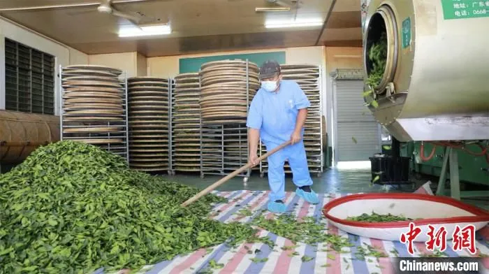 林农制作沉香茶 广东省林业局 供图