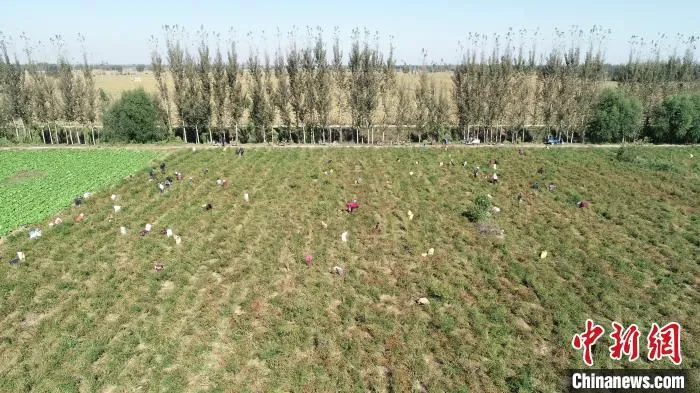 巨鹿县杨寨村蔬菜种植基地内村民在采摘辣椒。　(无人机拍摄) 摄