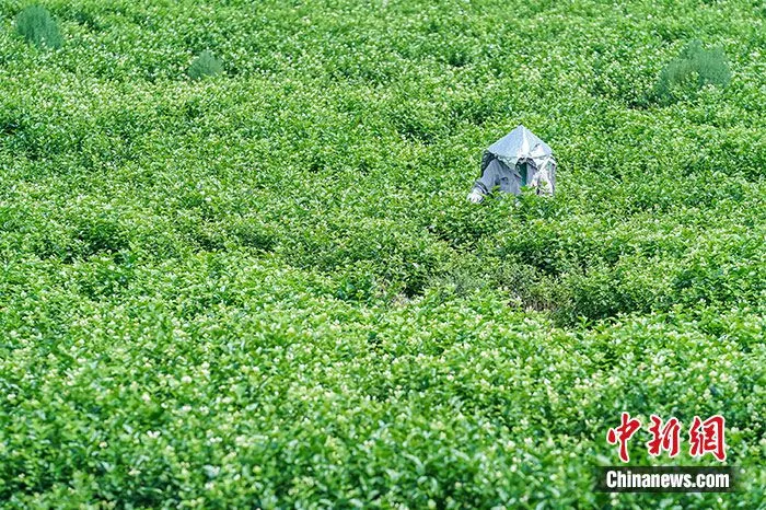 图为横州市花农在茉莉花种植园采摘（资料图）。中新社发 黄汝德 摄 