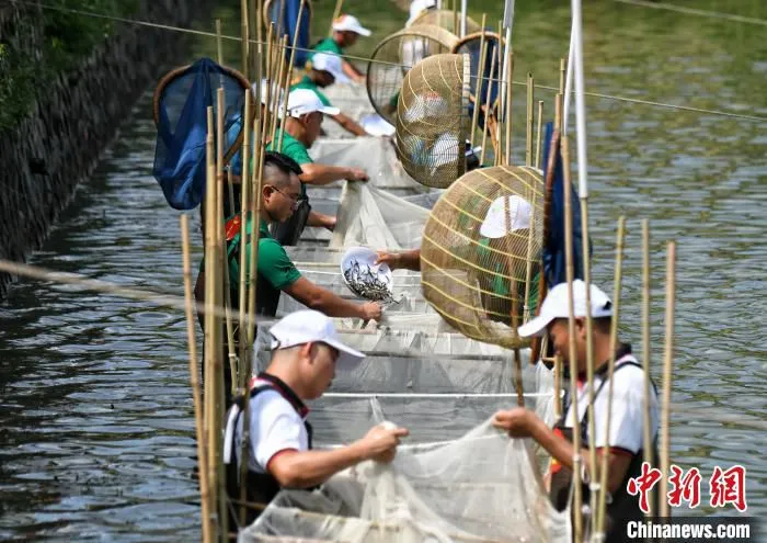 工作人员正在佛山南海九江镇开展鱼苗良种选育(资料图)。佛山市南海区九江镇宣传文体旅游办公室 供图