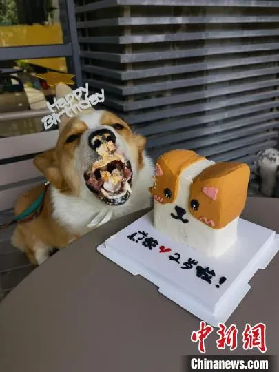 一宠物狗吃蛋糕庆祝2岁生日。　受访者 供图