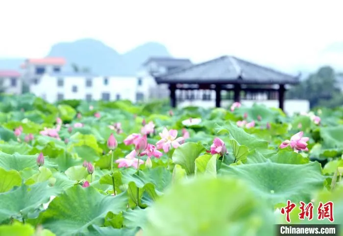 盛开的荷花与凉亭相映成趣。　朱柳融 摄