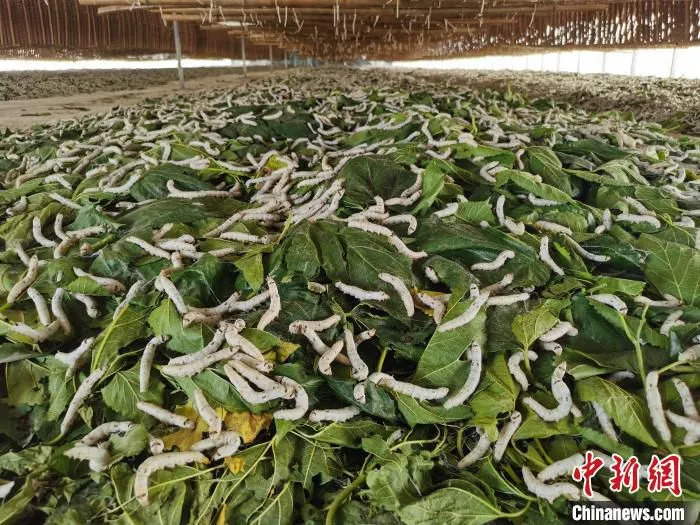 蚕宝宝在吃新鲜桑叶。　孔洪洋 摄