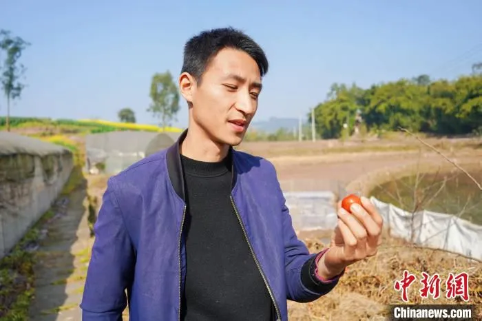 图为曾胡鑫向记者展示有机小番茄。　官鑫 摄