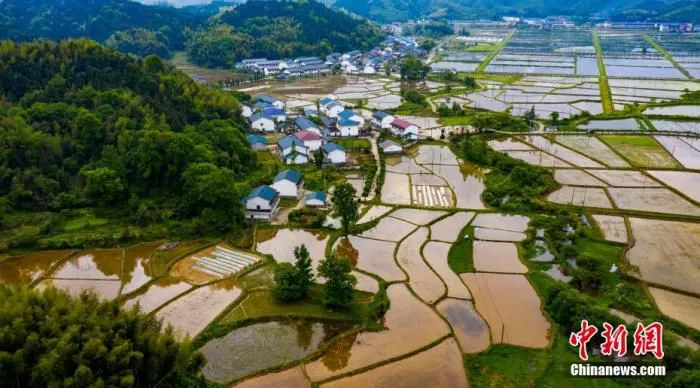 资料图：航拍江西省新余市仙女湖区九龙山乡山区有机稻、再生稻进入春耕春种高峰，农民在多彩乡村忙碌于耙田、移秧、抛秧。室，加速双季高产优质超级稻的研发和示范推广。通过抓紧早稻生产作为全年粮食生产的“牛鼻子”，鼓励、支赵春亮 摄