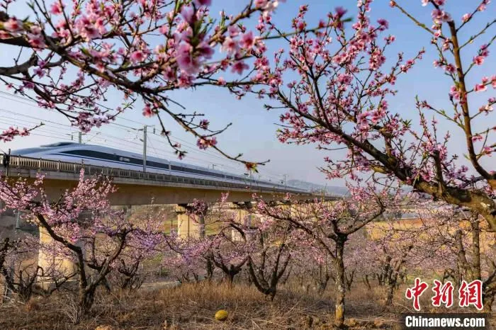 图为行驶在云南铁路上的动车组列车。　胡芃 摄
