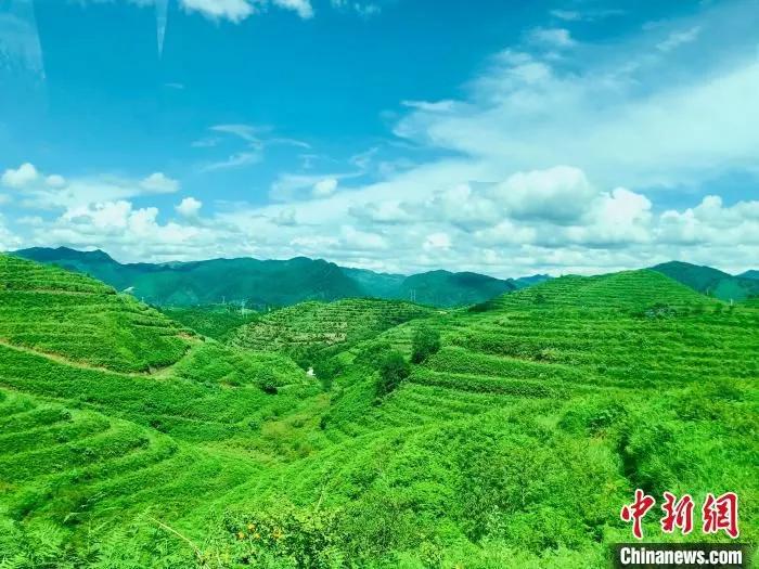 资料图：贵定县沿山刺梨种植示范基地一隅。　张伟 摄