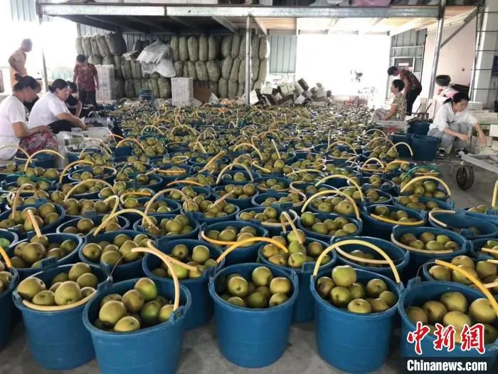 抢收助销，宁波市象山县供销联社解农场燃眉之急。　张亚莉 摄