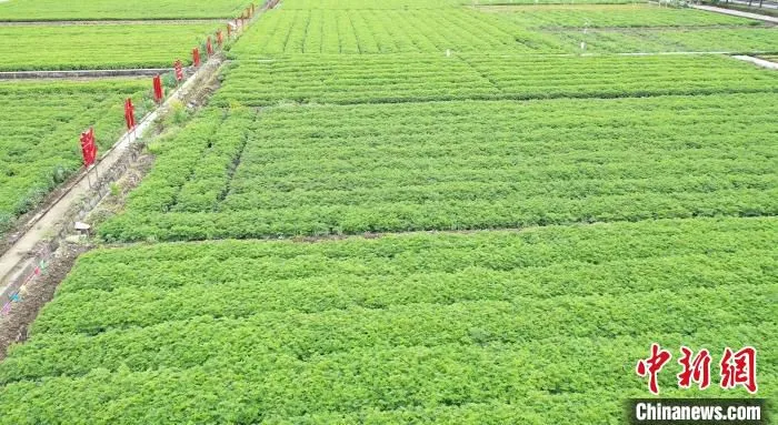 绿油油的川芎田一眼望不到边。　何浠 摄