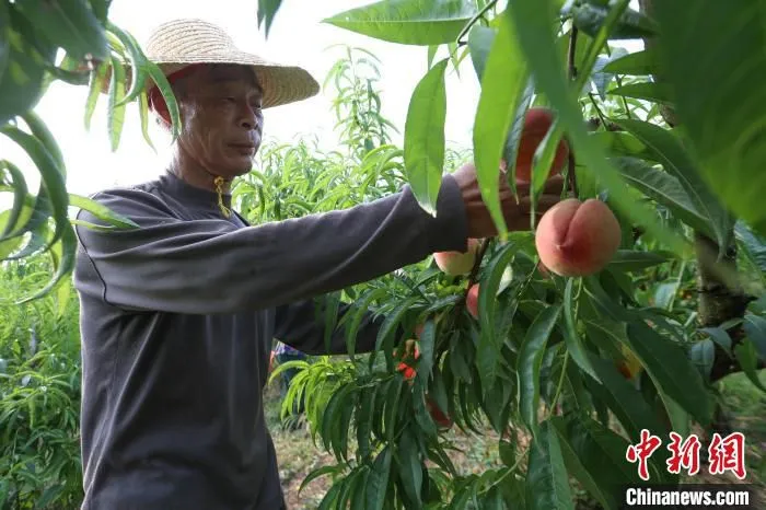 现场采摘 杨东 摄