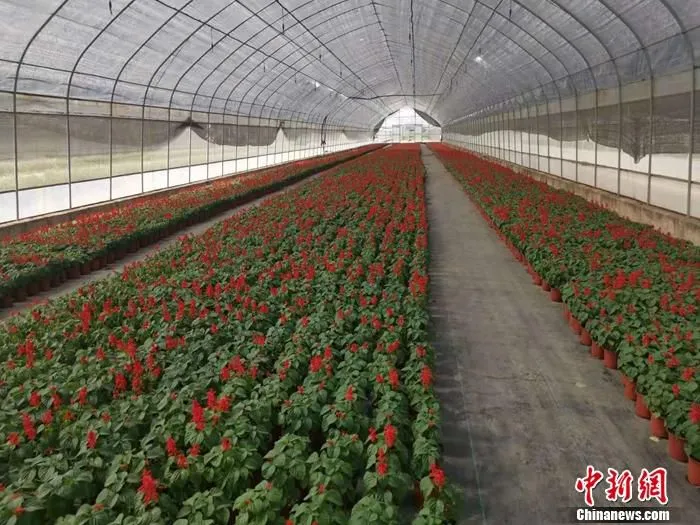 图为仁村党建花园农场。 中新网记者谢艺观 摄