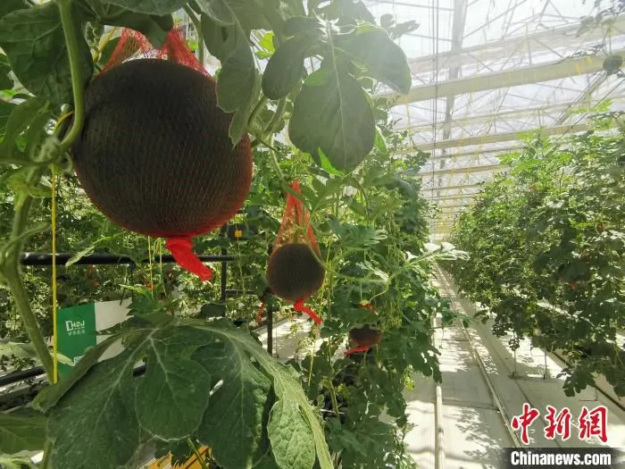 山西农谷探索北方旱作农业提质增效路径。图为山西农谷一处育种基地。　高瑞峰 摄